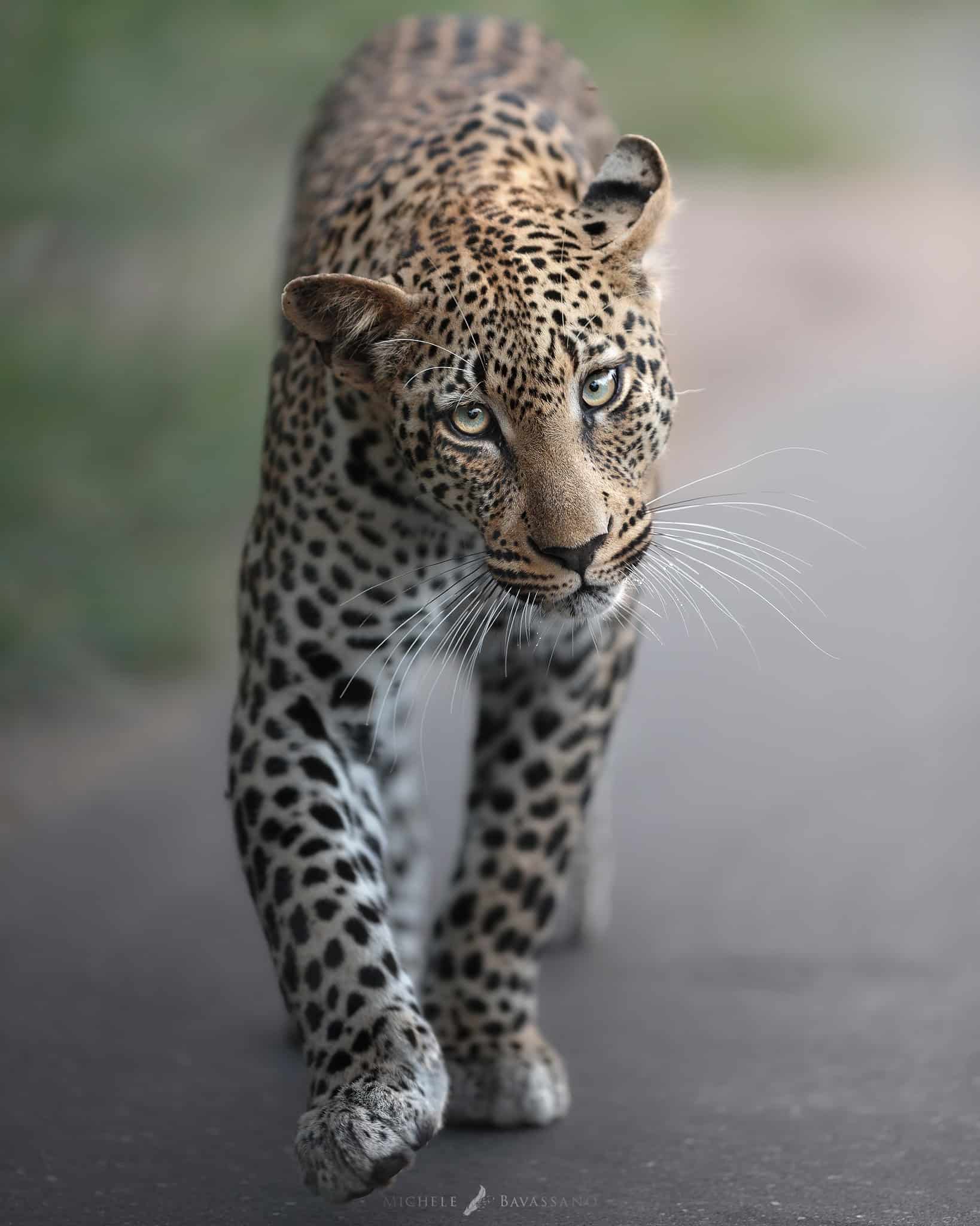Viaggio fotografico Kruger National Park 