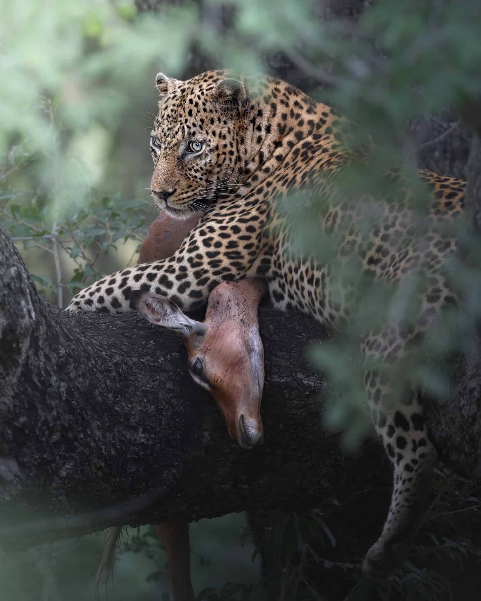 Viaggio fotografico Kruger National Park 