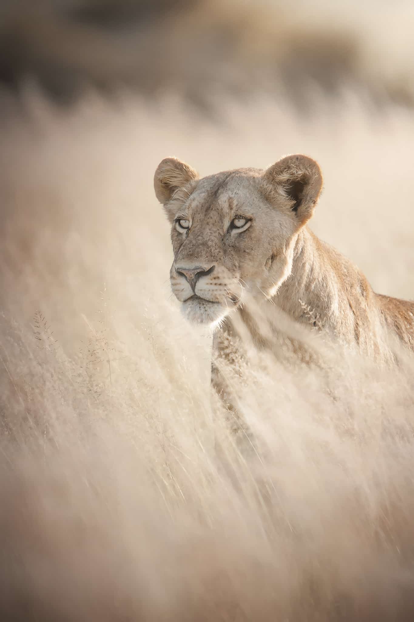 Viaggio fotografico Kruger National Park 