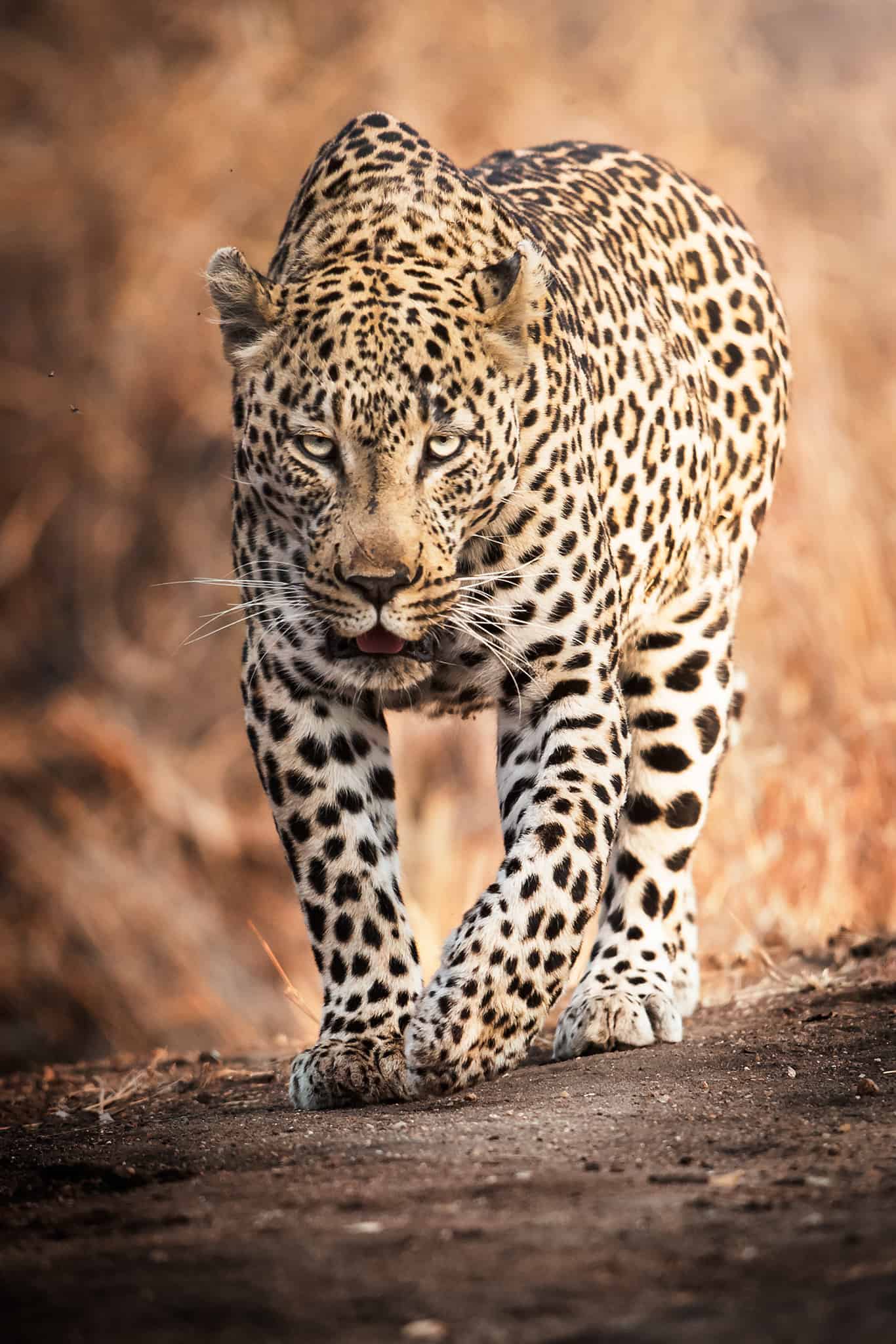 Viaggio fotografico Kruger National Park