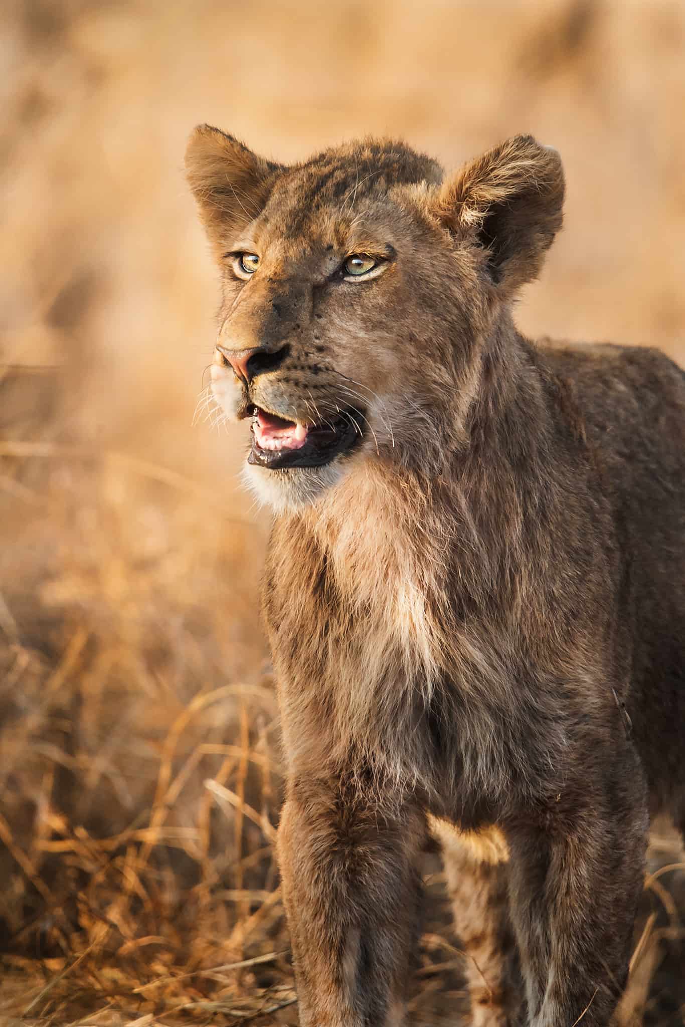 Viaggio fotografico Kruger National Park