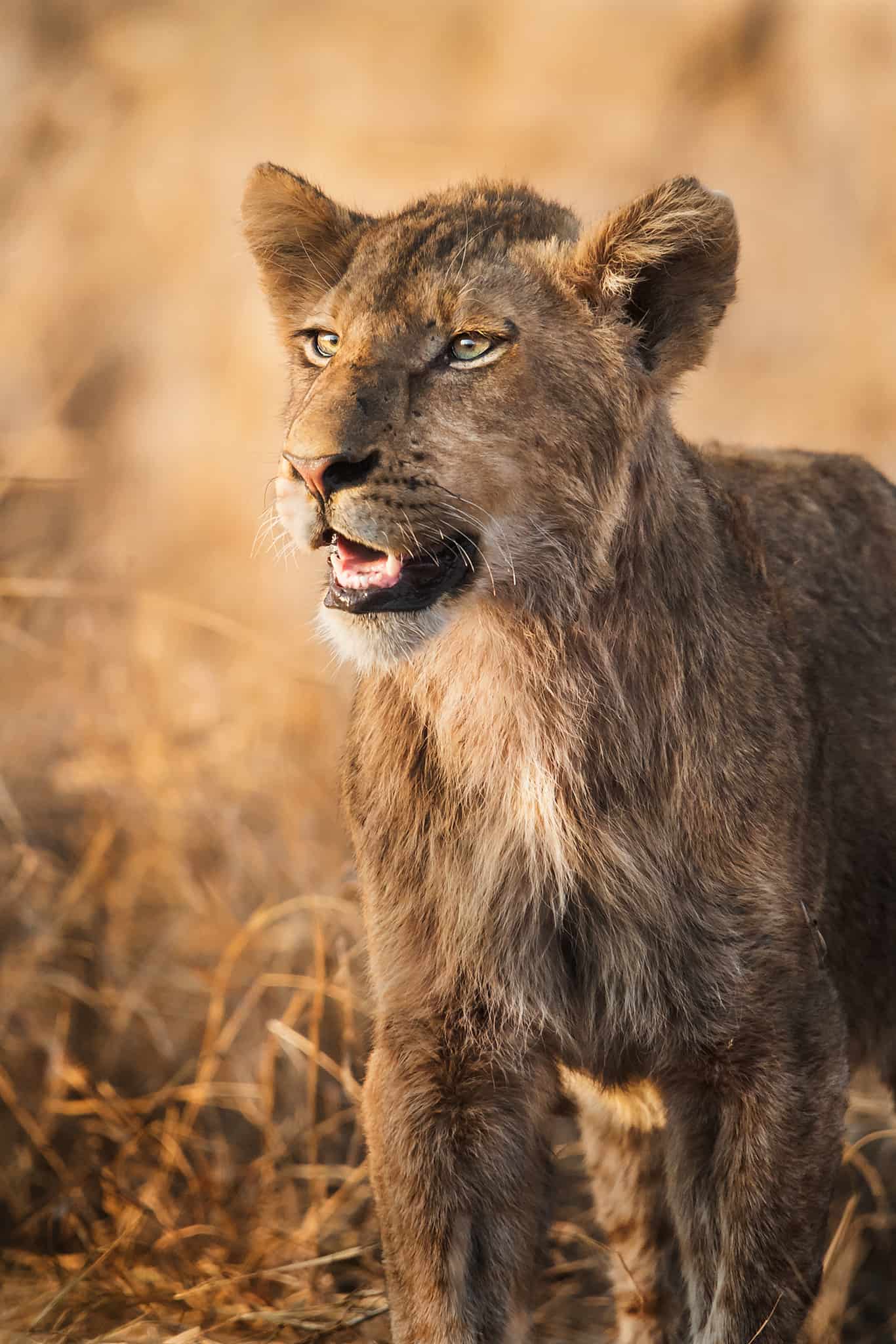 Viaggio fotografico Kruger National Park 