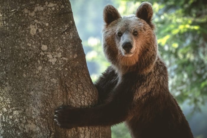 Viaggio fotografico Slovenia – Bear Photo Tour
