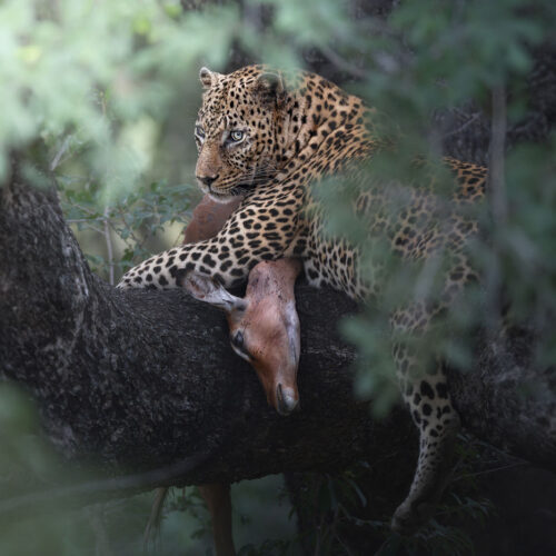 Manyeleti Game Reserve