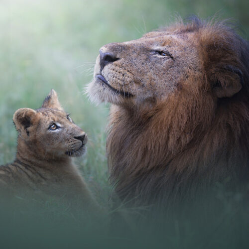 Manyeleti Game Reserve
