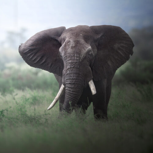 Manyeleti Game Reserve
