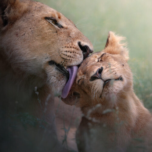 Manyeleti Game Reserve