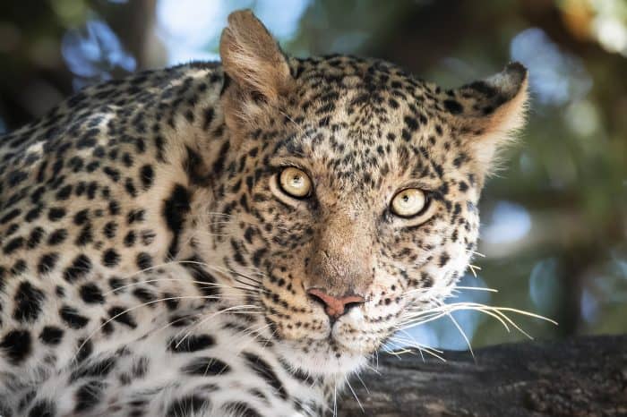 Viaggio fotografico Sudafrica e Botswana  – Predators Photo Tour