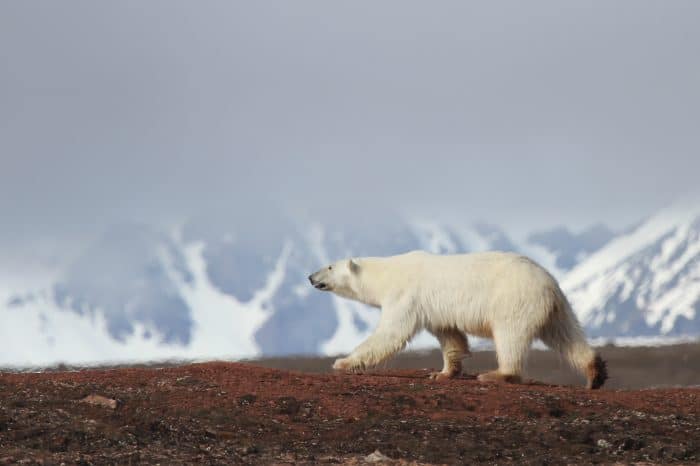 Viaggio fotografico Svalbard – orso polare in rompighiaccio