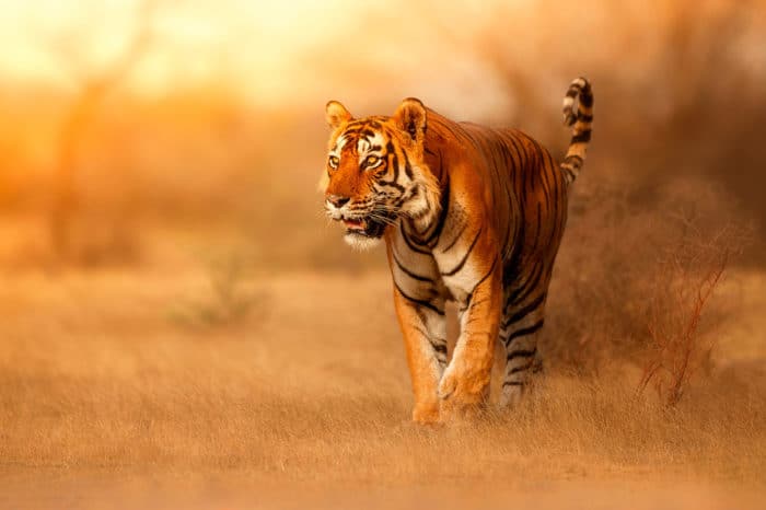 Viaggio fotografico India – The Jungle Book (Pench – Kanha)