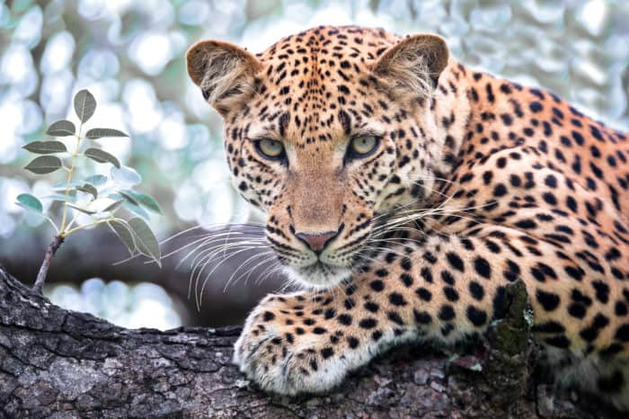 Viaggio fotografico Sudafrica – Timbavati Game Reserve