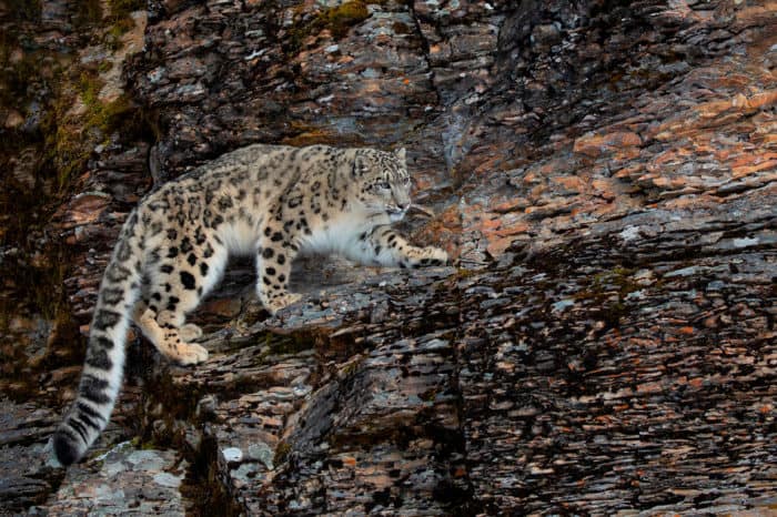 Viaggio fotografico India – Leopardo delle nevi Expedition