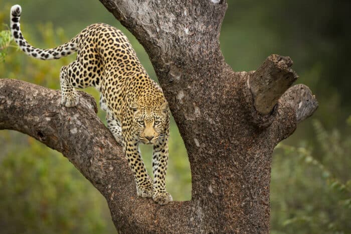 Viaggio fotografico Kruger National Park – Big Five Photo Safari