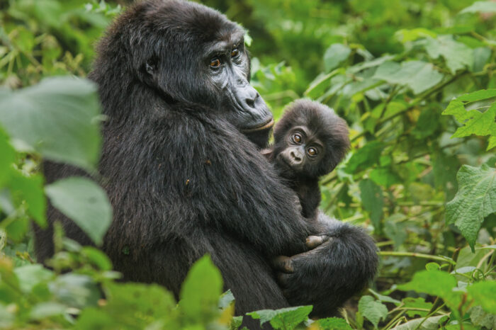 Viaggio fotografico Uganda – Primati e Big 5